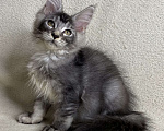 Кошки в Дмитрове: Черная серебристая тикированная девочка мейн кун Sakura  Девочка, 30 000 руб. - фото 4