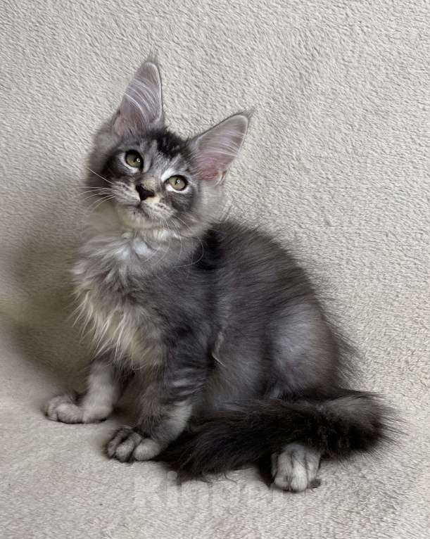 Кошки в Дмитрове: Черная серебристая тикированная девочка мейн кун Sakura  Девочка, 30 000 руб. - фото 4