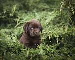 Собаки в Москве: Лабрадор шоколадный, девочка мальчик, РКФ Мальчик, 60 000 руб. - фото 7