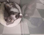 Кошки в Калязине: Зеленоглазая мордатая кошечка в дар добрые руки, Бесплатно - фото 3