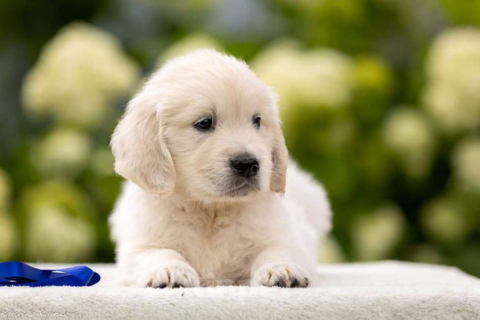 Собаки в Москве: Щенки золотистого(голден) ретривера Мальчик, 95 000 руб. - фото 2