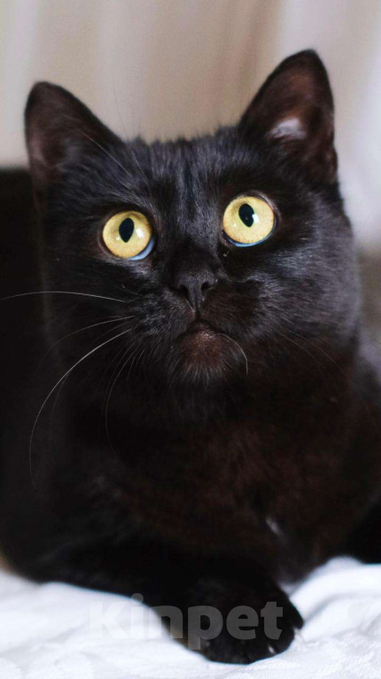 Кошки в Москве: Черная красавица кошка Дюна в добрые руки Девочка, Бесплатно - фото 3