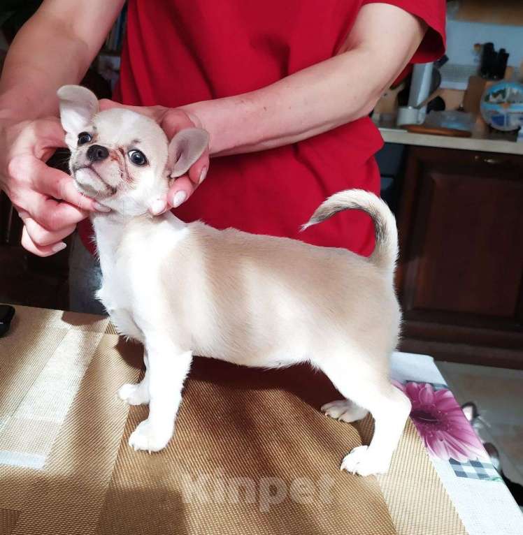 Собаки в Москве: красивая породная супер чихуахуа Девочка, 60 000 руб. - фото 7