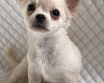 Собаки в Москве: Чихуахуа щенок мальчик Мальчик, 30 000 руб. - фото 3