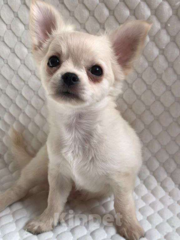 Собаки в Москве: Чихуахуа щенок мальчик Мальчик, 30 000 руб. - фото 3