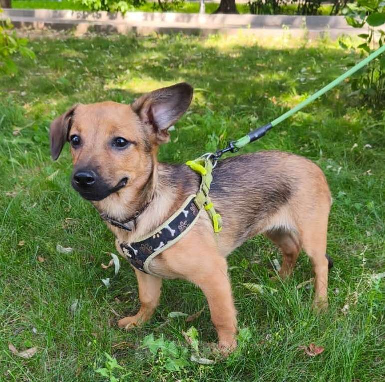 Собаки в Москве: Маленькая собачка в дар Девочка, Бесплатно - фото 5