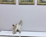 Кошки в Москве: Британский котенок Девочка, 50 000 руб. - фото 7