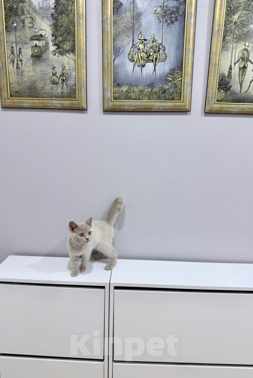 Кошки в Москве: Британский котенок Девочка, 50 000 руб. - фото 7