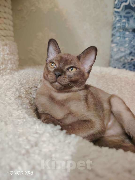 Кошки в Тюмени: Котёнок Европейской Бурманской Мальчик, 50 000 руб. - фото 1