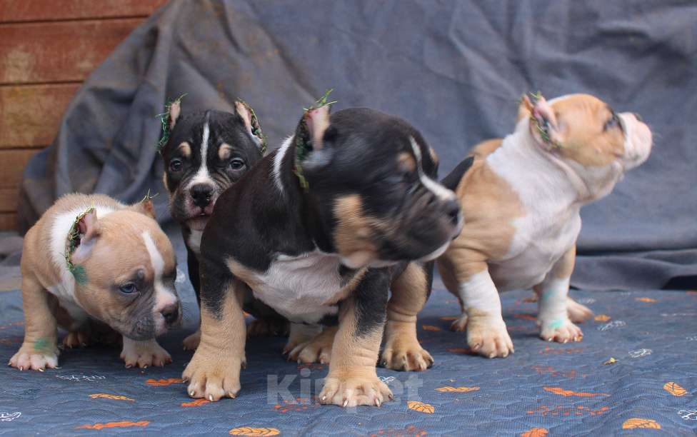 Собаки в Москве: Подрастают. Бульки Разнополые, 70 000 руб. - фото 1