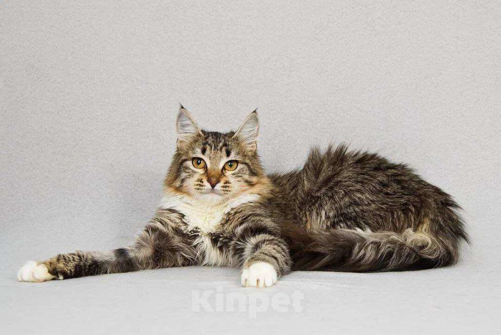 Кошки в Москве: Кошка Бурка ищет дом Девочка, Бесплатно - фото 5