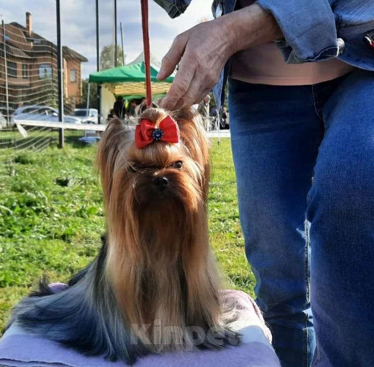 Собаки в Москве: Йорк девочка мини Девочка, 120 000 руб. - фото 6