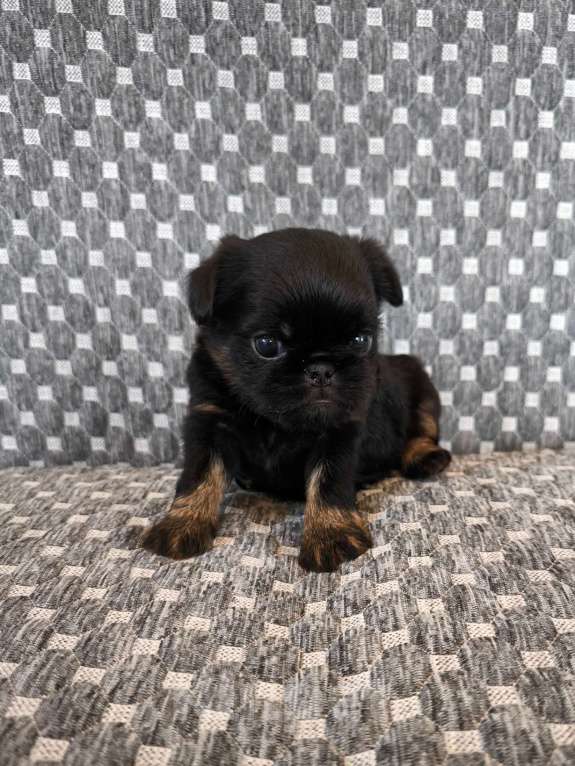 Собаки в Хабаровске: Щенки гриффона   Девочка, 80 000 руб. - фото 4