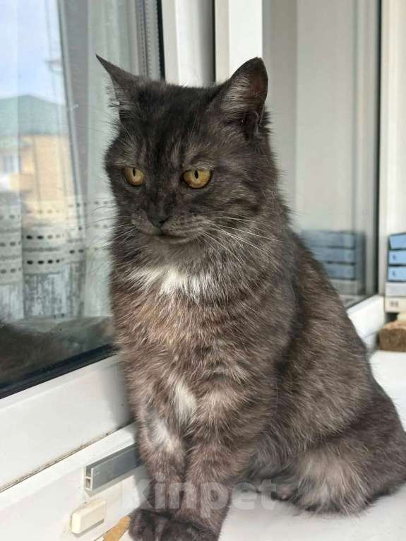 Кошки в Москве: Кошечке грозит улица Девочка, Бесплатно - фото 3