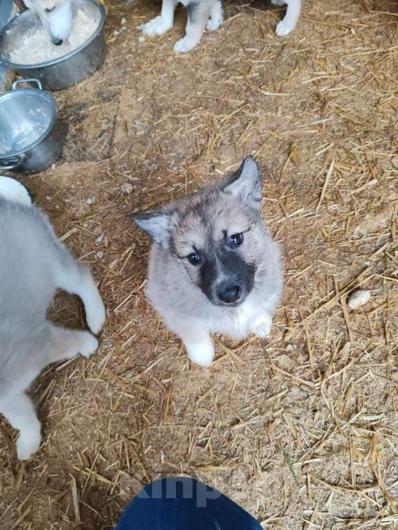 Собаки в Курске: Малыши ЗСЛ (западно-сибирской лайки) Мальчик, 30 000 руб. - фото 6