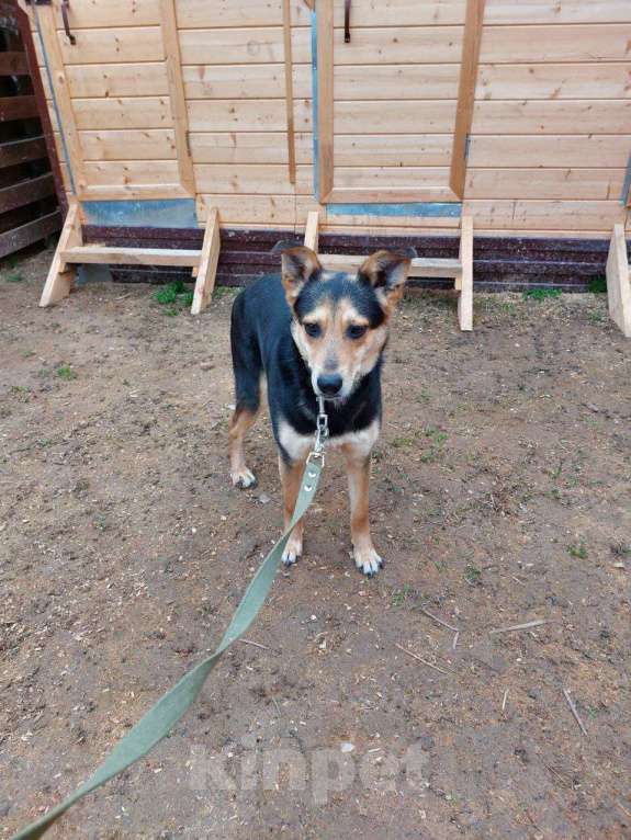 Собаки в Москве: Бари Мальчик, Бесплатно - фото 4