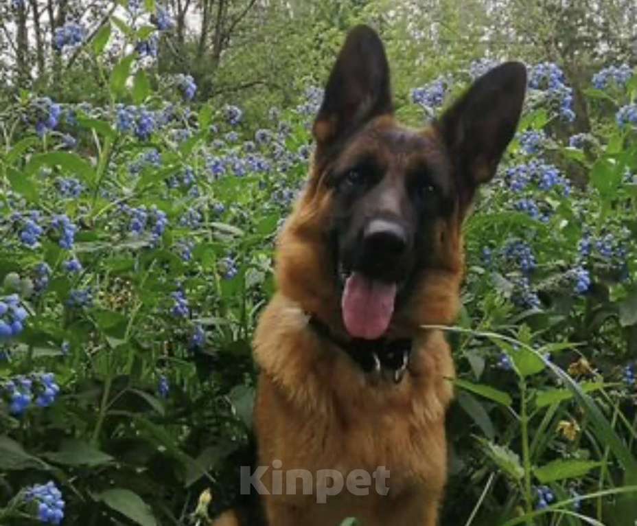 Собаки в Уфе: Щенки немецкой овчарки с родословной Разнополые, Бесплатно - фото 6