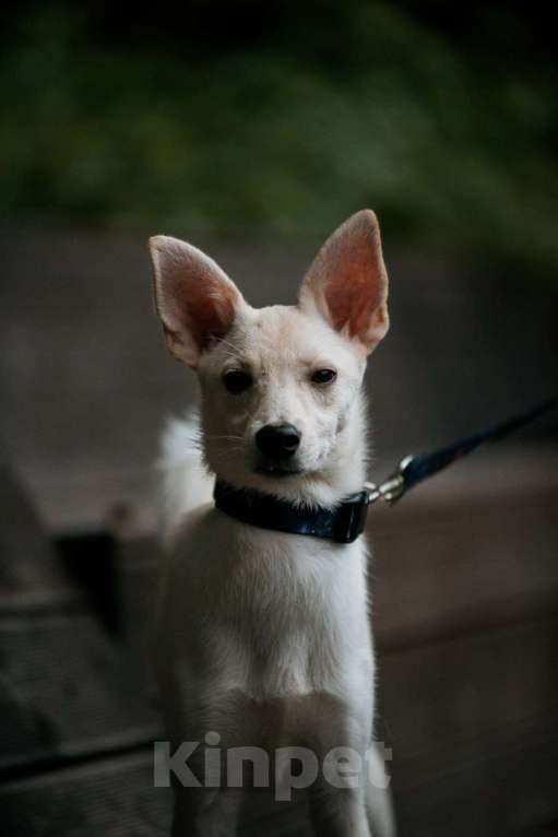 Собаки в Москве: Ищет дом маленькая белая собака Плам (Пломбирка) Девочка, Бесплатно - фото 3