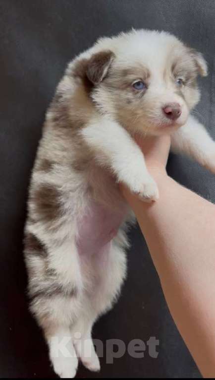 Собаки в других городах Московской области: Бордер колли шоколадно-мраморный мальчик Мальчик, 90 000 руб. - фото 6