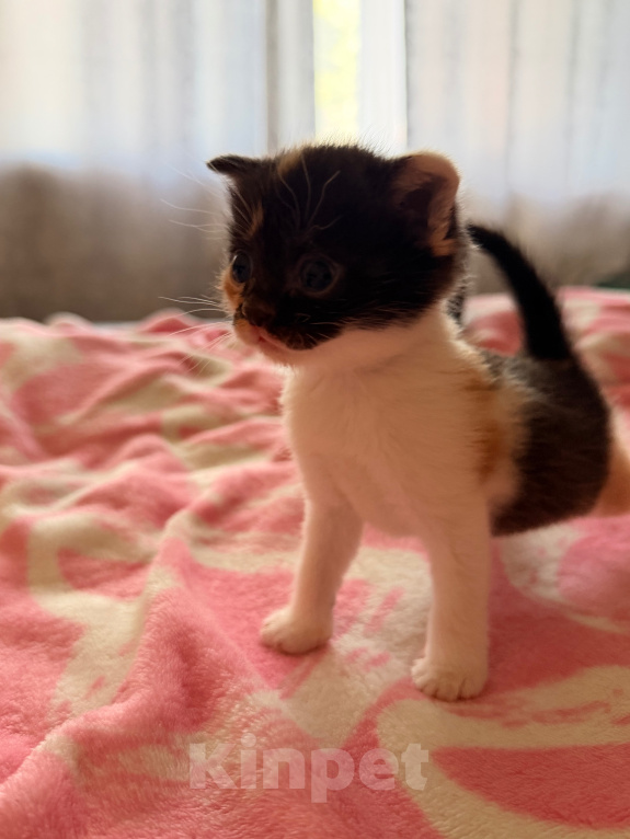 Кошки в Рыбном: Отдам бесплатно шотландских котят Девочка, Бесплатно - фото 7