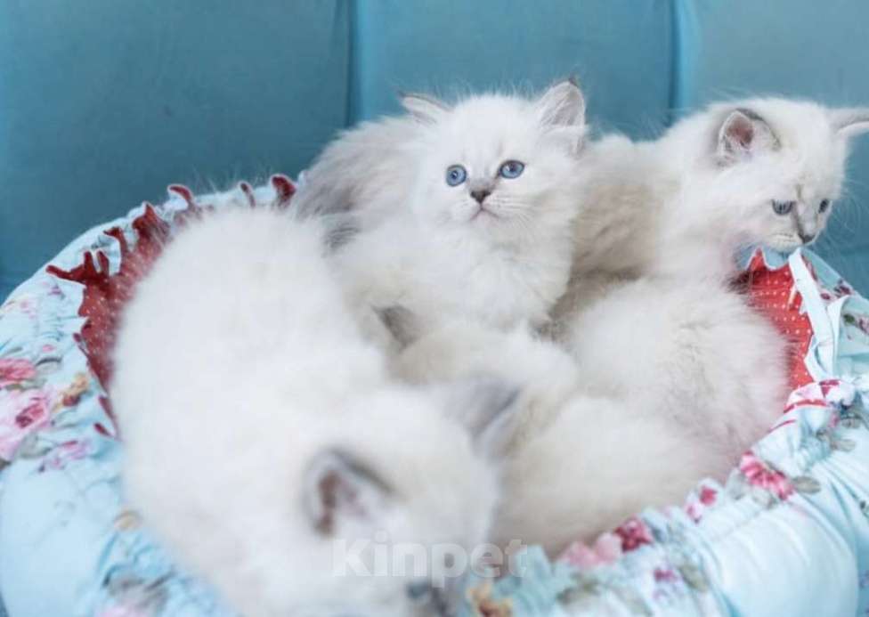 Кошки в Москве: Котики Рэгдолл  Мальчик, 27 000 руб. - фото 2