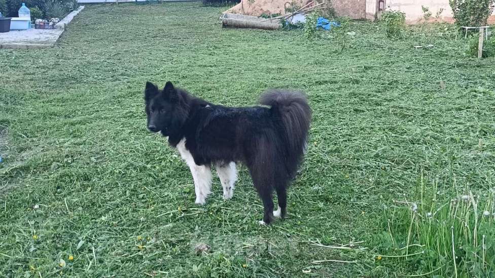 Собаки в других городах Калужской области: Щенок Мальчик, Бесплатно - фото 2