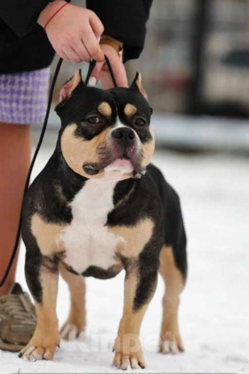 Собаки в Нижнем Новгороде: Американский Булли покет  Мальчик, Бесплатно - фото 2