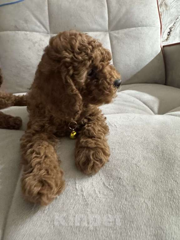 Собаки в Москве: Той пудель мальчик 💛 Мальчик, 60 000 руб. - фото 5