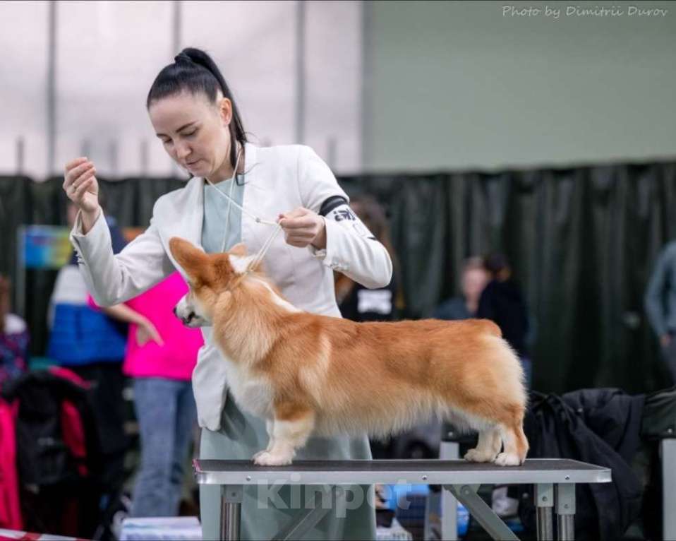 Собаки в Нововоронеже: Щенок вельш-корги пемброк с документами РКФ 5 мес. Мальчик, Бесплатно - фото 3