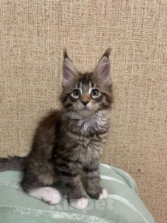 Кошки в Москве: Котята Мейн-Кун Мальчик, 30 000 руб. - фото 1