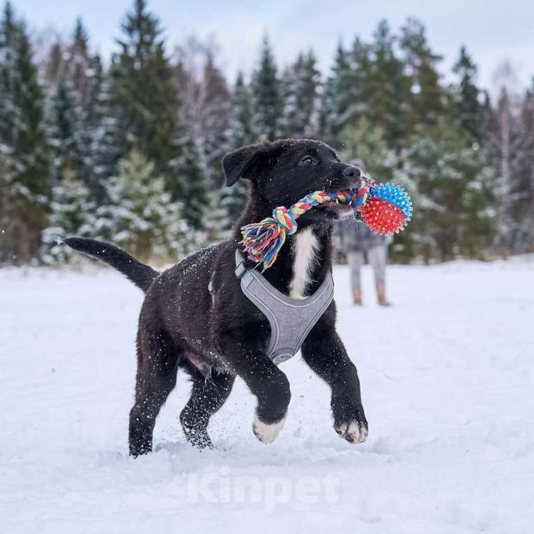 Собаки в Москве: щенок Одри в добрые руки Девочка, Бесплатно - фото 5