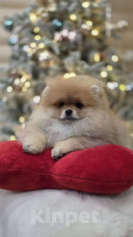 Собаки в Перми: Померанский шпиц Девочка, 120 000 руб. - фото 1