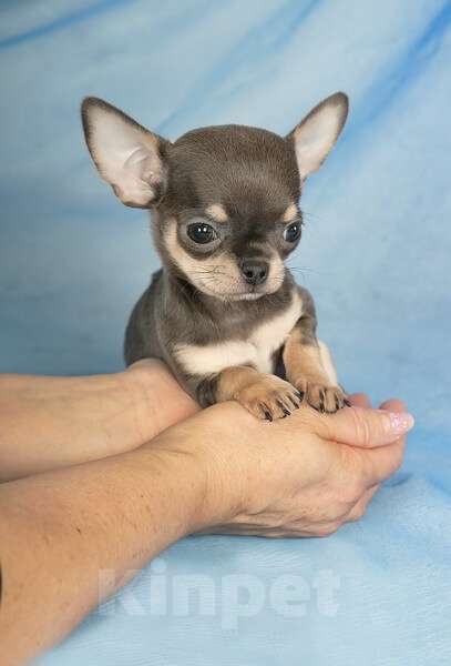 Собаки в Люберцах: Чихуахуа Хатика Девочка, 105 000 руб. - фото 4