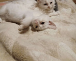 Кошки в Киржаче: Мимишки Девочка, Бесплатно - фото 5