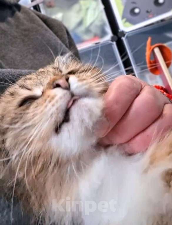 Кошки в Санкт-Петербурге: Кошечка Девочка, Бесплатно - фото 5