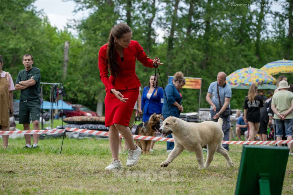 Собаки в Лиски: Щенки САО Мальчик, Бесплатно - фото 6