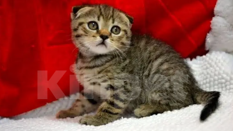 Кошки в Балашихе: Шотландские вислоухие котята 😻 Разнополые, 13 000 руб. - фото 1