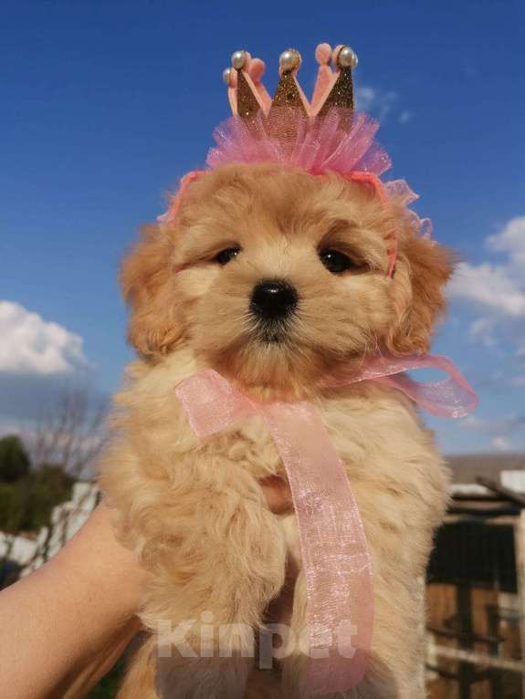 Собаки в Москве: Игрушечнные, милейшие мальтипушки разного возраста. Мальчик, 50 000 руб. - фото 6