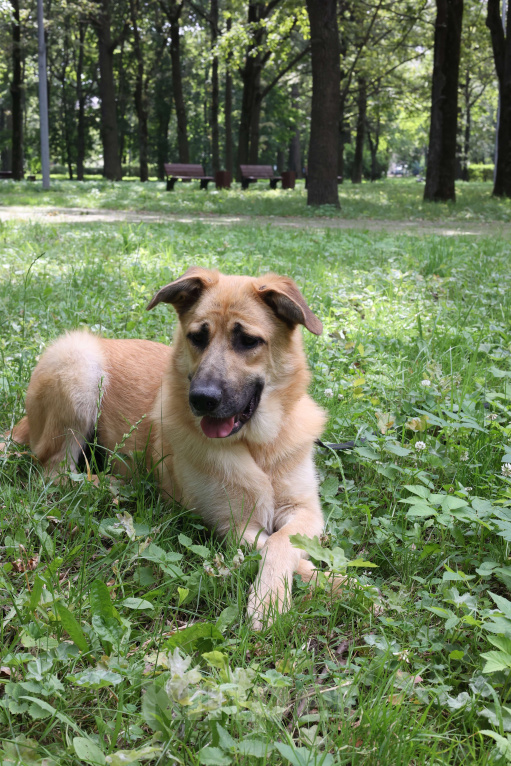 Собаки в Москве: Собака в добрые руки бесплатно Москва Мальчик, Бесплатно - фото 3