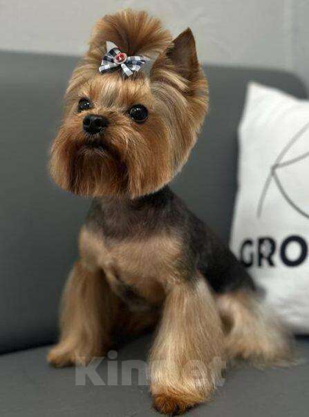 Собаки в других городах Московской области: Йоркширский терьер мини беби фейс щенки Мальчик, 30 000 руб. - фото 6