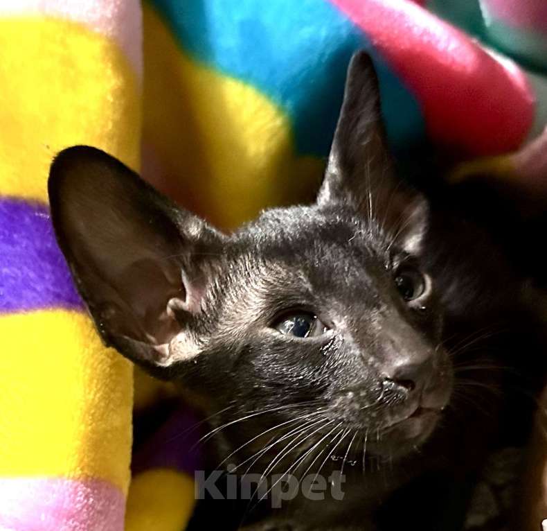 Кошки в Рассказово: Мальчик ориентал черного цвета  Мальчик, 35 000 руб. - фото 1