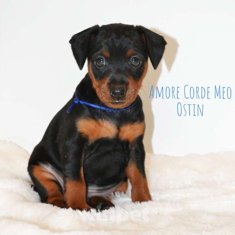 Собаки в других городах Красноярского края: щенок цвергпинчера Мальчик, 65 000 руб. - фото 2