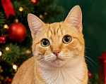 Кошки в Санкт-Петербурге: Шайна - котенок в добрые руки Девочка, Бесплатно - фото 4