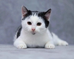 Кошки в Обнинске: Ласковый малыш😺💞, в поисках любящего дома🏠 Мальчик, 500 руб. - фото 1