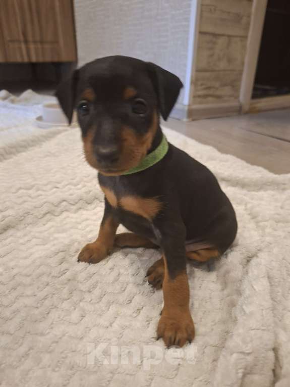 Собаки в Краснодаре: Щенуля Девочка, 19 000 руб. - фото 1