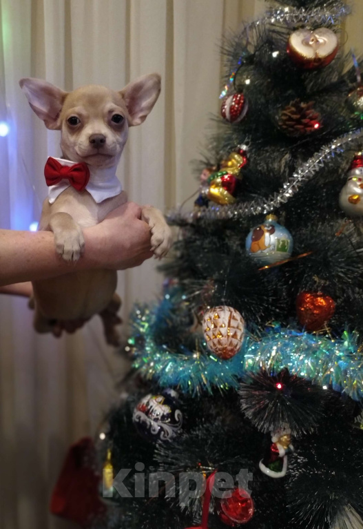 Собаки в Москве: Лиловый гш мальчуган крупный  Мальчик, 45 000 руб. - фото 1