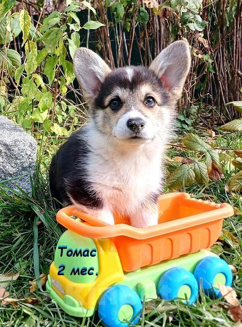 Собаки в Екатеринбурге: Толстопопый милаш Вельш-корги Пемброк Томас Мальчик, 55 000 руб. - фото 9