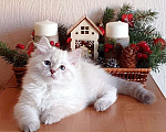 Кошки в Люберцах: Сибирская кошечка Жасмин  Девочка, 35 000 руб. - фото 3