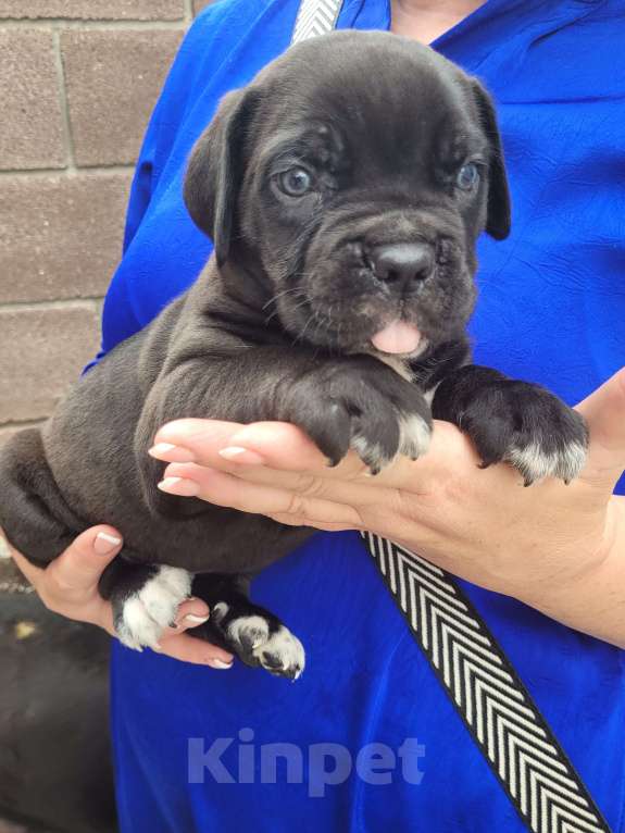 Собаки в Симферополе: B oжидании свoегo любящeго хозяина 🥰 Мальчик, 65 000 руб. - фото 6