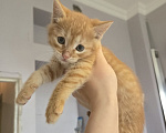 Кошки в Москве: Котенок Морс ищет дом Мальчик, Бесплатно - фото 2